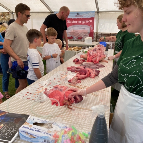 Videre til grise-teltet hvor bl.a. børnene så en parteret gris. De tog de meget roligt-