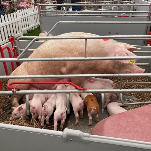 Denne so havde kun 13 smågrise ! Pladsen er trang og der er kamp om patterne.