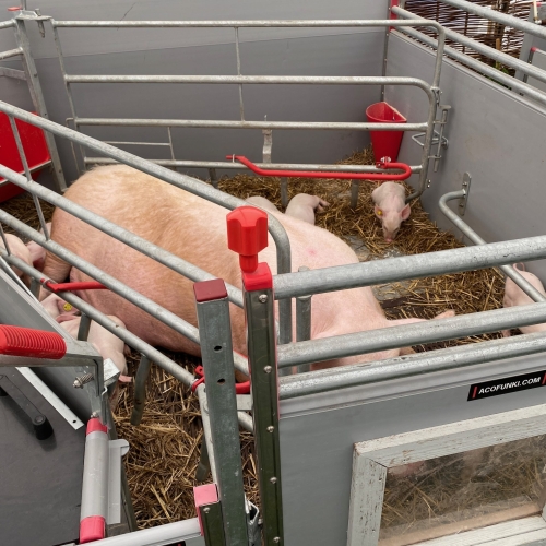 I de nye staldtyper er der meget bedre plads til både smågrise og deres mor.