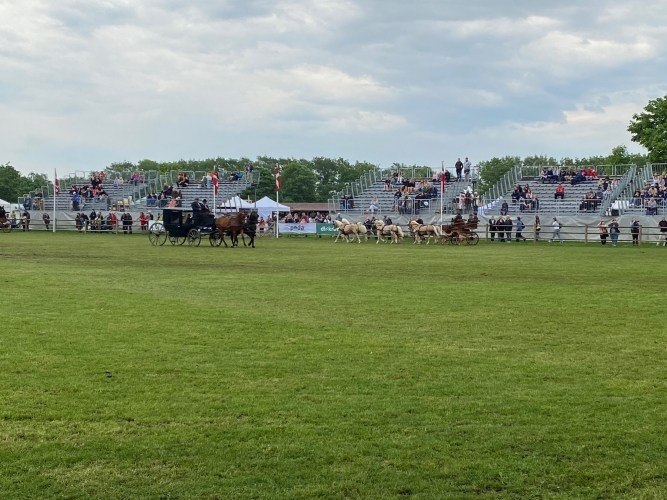 Elegante ekvipager. I det fjerne et 6 spand med flotte ponyer. Der var mange typer repræsenteret.