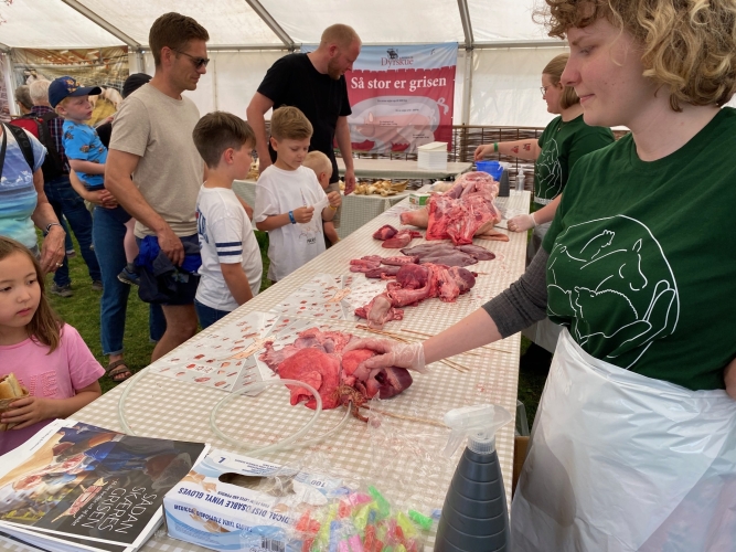 Videre til grise-teltet hvor bl.a. børnene så en parteret gris. De tog de meget roligt-