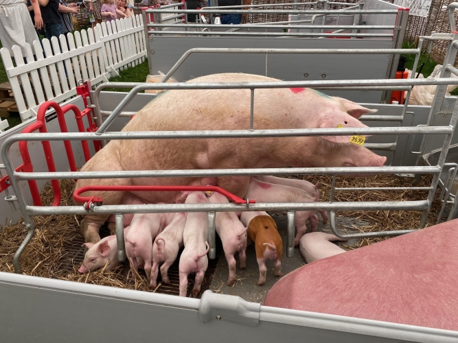 Denne so havde kun 13 smågrise ! Pladsen er trang og der er kamp om patterne.