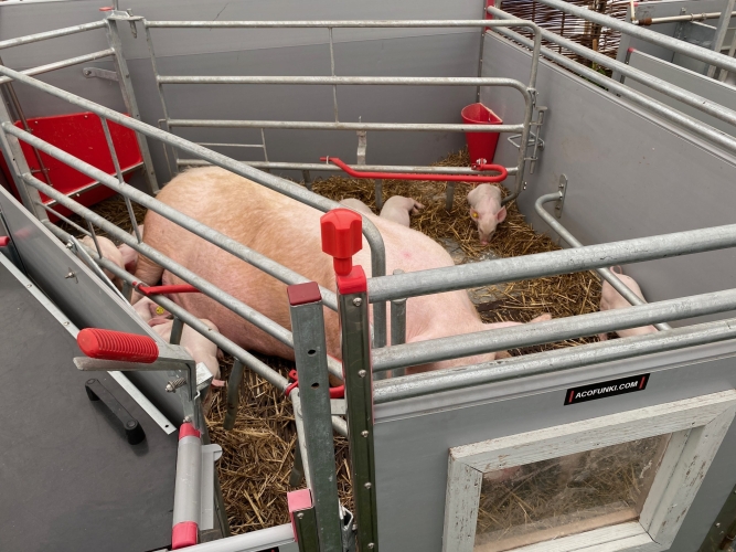 I de nye staldtyper er der meget bedre plads til både smågrise og deres mor.