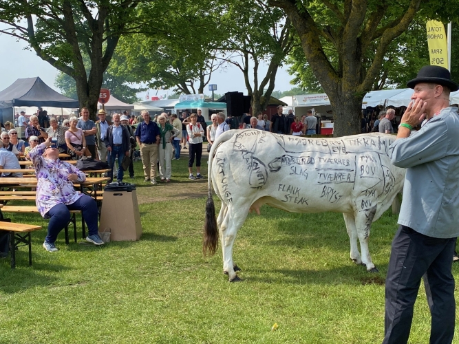 Videre til Oksekødet !. En slagtemester fra Slagteriskolen viser hvor på "koen" kød-delene sidder.